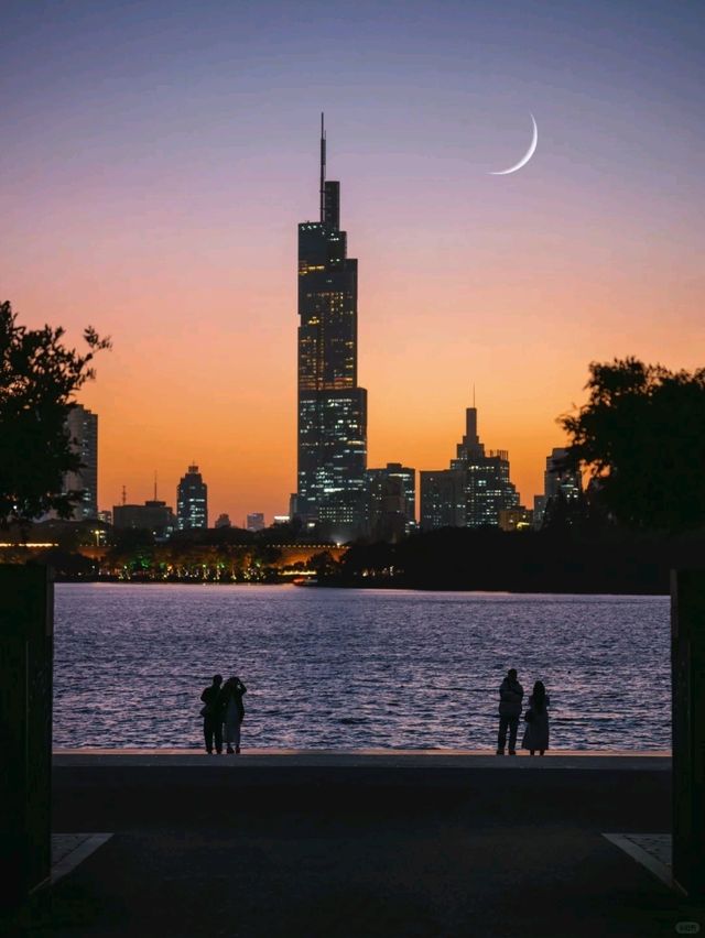 “오동나무 아름답다”라며 남경도시 가득 심었어요🍂