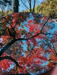 親測更新｜莫干山賞楓私藏路線