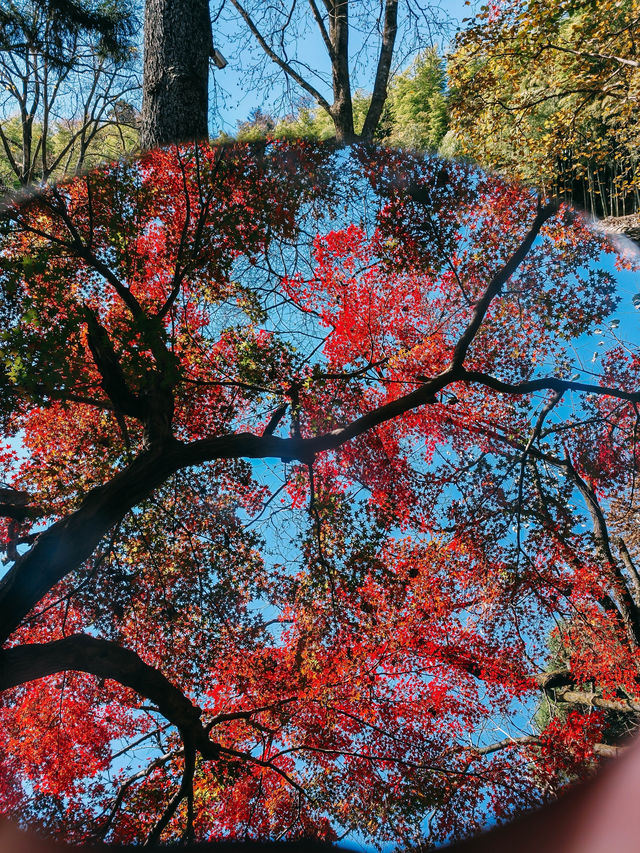 親測更新｜莫干山賞楓私藏路線