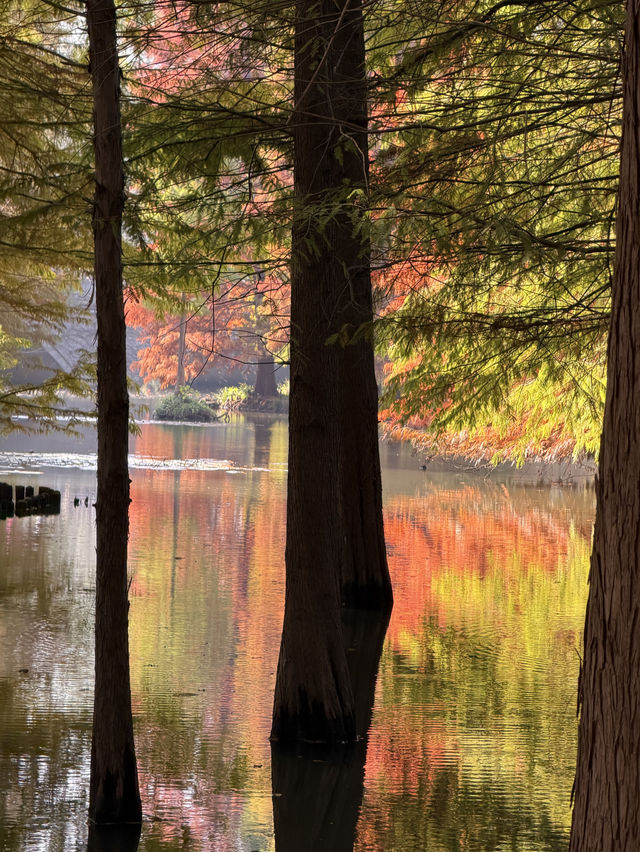 燕雀湖+明孝陵隱藏路線！99%人不知道的絕美秘境