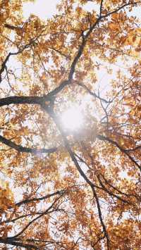 亞布力秋染五花山，暖居枕雪待晴光