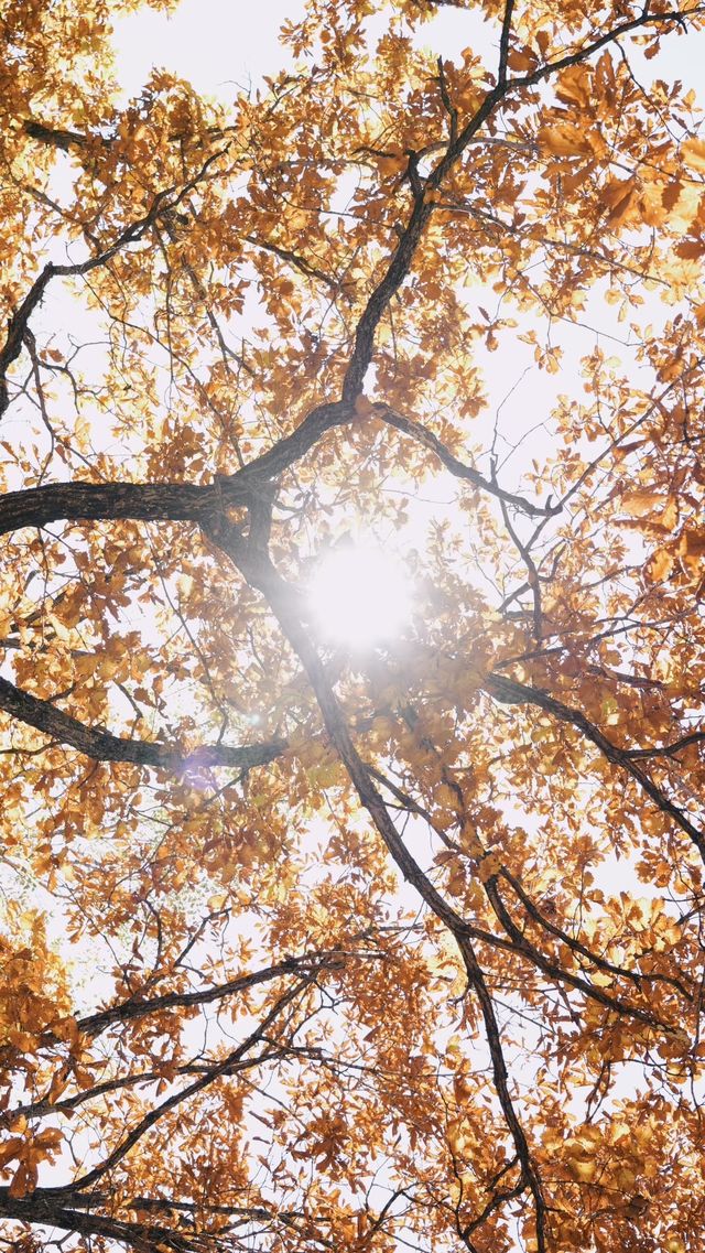 亞布力秋染五花山，暖居枕雪待晴光