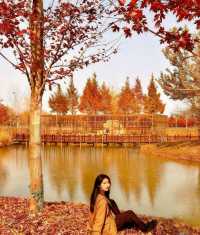 初冬限定洪澤湖濕地絕美勝境|小眾仙境打卡指南