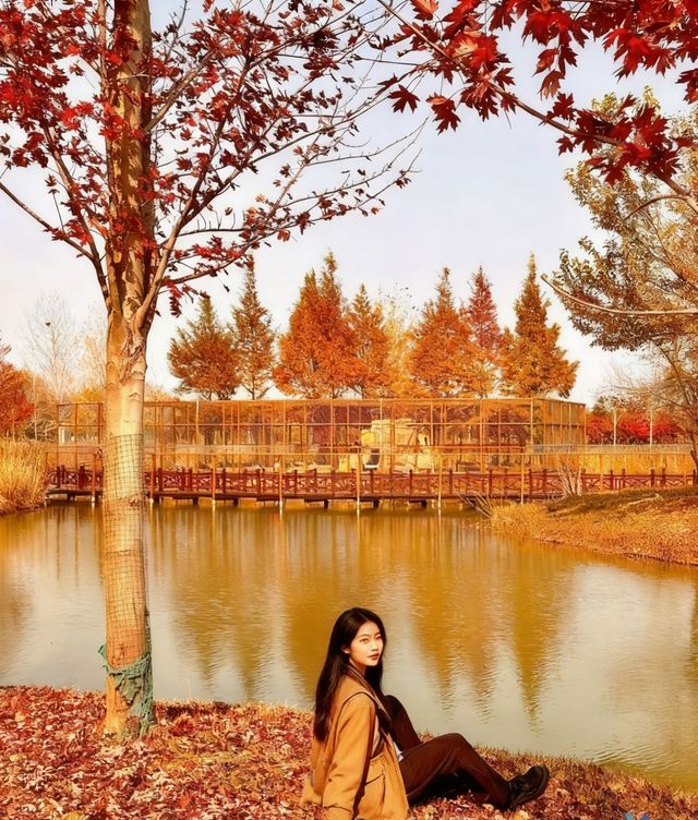 初冬限定洪澤湖濕地絕美勝境|小眾仙境打卡指南 初冬限定洪澤湖濕地絕美勝境|小眾仙境打卡指南