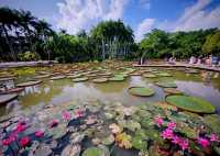 西雙版納已回,後勁太大啦