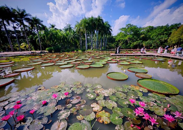 西雙版納已回,後勁太大啦 西雙版納已回,後勁太大啦