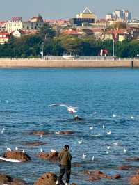 青島冬日元氣旅拍：與西伯利亞海鷗撞個滿懷