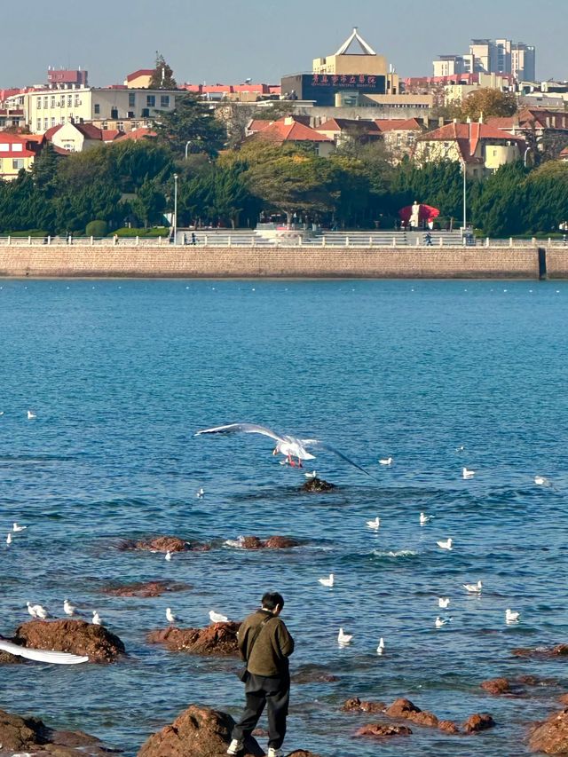 青島冬日元氣旅拍：與西伯利亞海鷗撞個滿懷