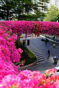 廣州冬日限定|全城最美的粉紅色三角梅花海打卡點