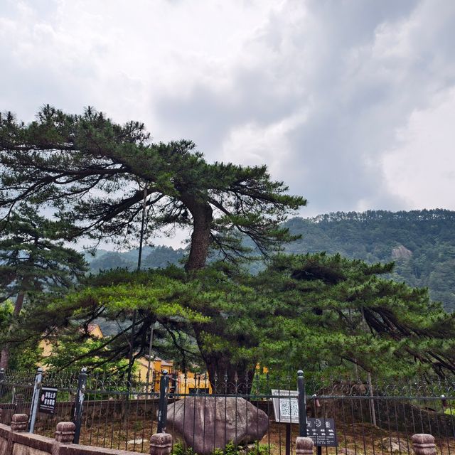 【三天兩晚九華山禪意之旅】1800元朝聖蓮花佛國！雲海古寺+肉身菩薩深度攻略行程亮點： 核