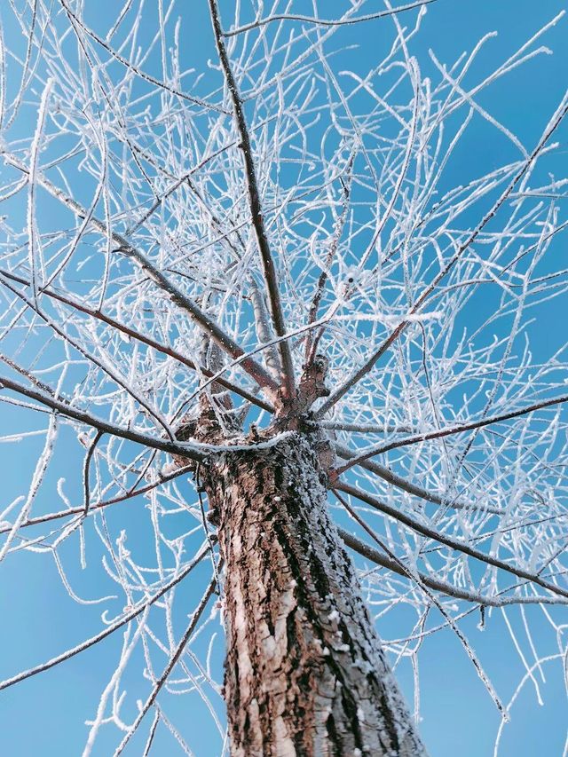 吉林霧淞|||吉林霧淞,冬季你不能錯過的美景,很壯觀 吉林霧淞|||吉林霧淞,冬季你不能錯過的美景,很壯觀