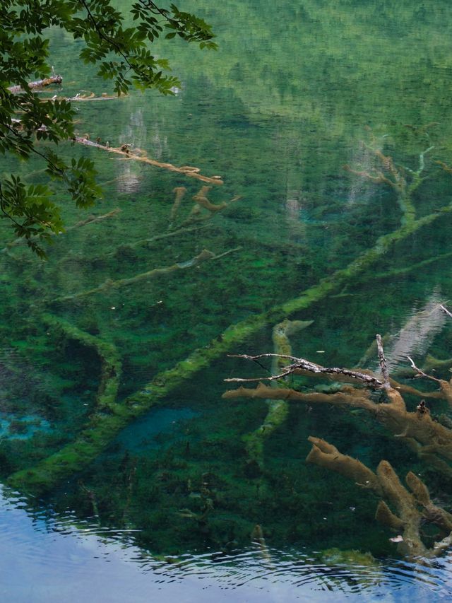 九寨溝歸來不看水,這裡的秋天美到詞窮! 九寨溝歸來不看水,這裡的秋天美到詞窮!