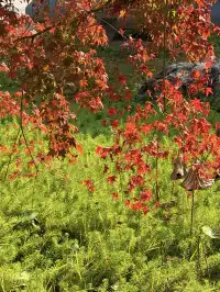 在成都隱藏的江南園林!感受一場盛大的秋天