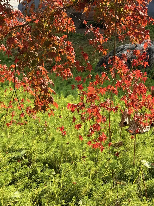 在成都隱藏的江南園林!感受一場盛大的秋天 在成都隱藏的江南園林!感受一場盛大的秋天