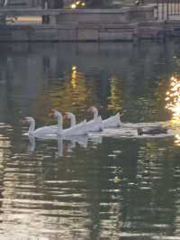 在古城的留白裡,聽見潮聲與童聲