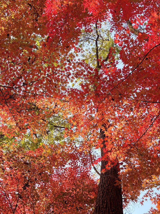 12.6棲霞山實況！！！南京的秋天瘋狂了！！！