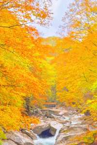 央視力推的秋日頂流成都周邊「中國紅葉第一山」