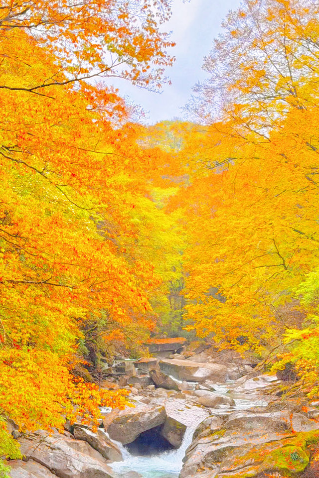 央視力推的秋日頂流成都周邊「中國紅葉第一山」 央視力推的秋日頂流成都周邊「中國紅葉第一山」