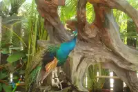 西雙版納植物園！！