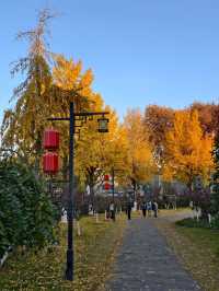 金陵城牆上的銀杏