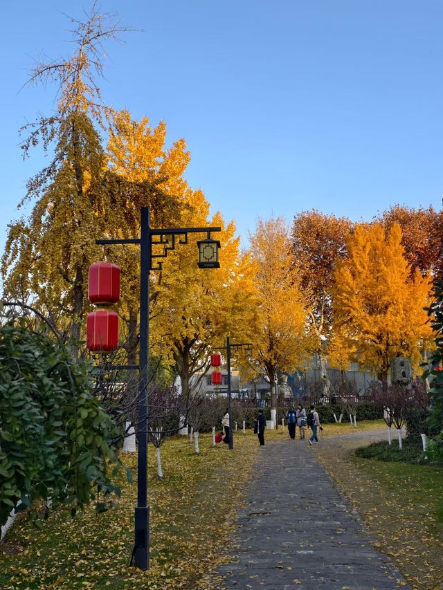 金陵城牆上的銀杏