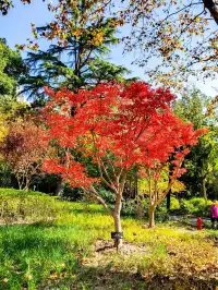 11.27實拍!和平公園的秋天比濾鏡還絕!