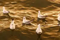 騰衝大理九日遊-洱海海西生態廊道