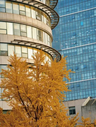 Hefei is stunningly beautiful to the point of being unfair! The ginkgo trees on Huizhou Avenue have reached their best viewing period