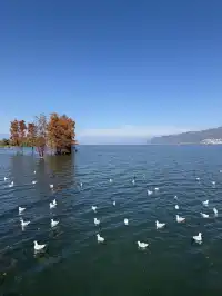 大理旅行 ｜龍龕碼頭入口這個機位太美了吧