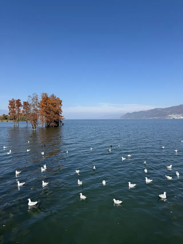 大理旅行 ｜龍龕碼頭入口這個機位太美了吧