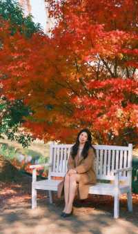 魔都絕美賞秋地!花開海上生態園治癒系深秋大片拍攝攻略