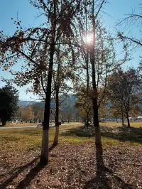 12.1湖州長興銀杏live實錄,秋日感秒get