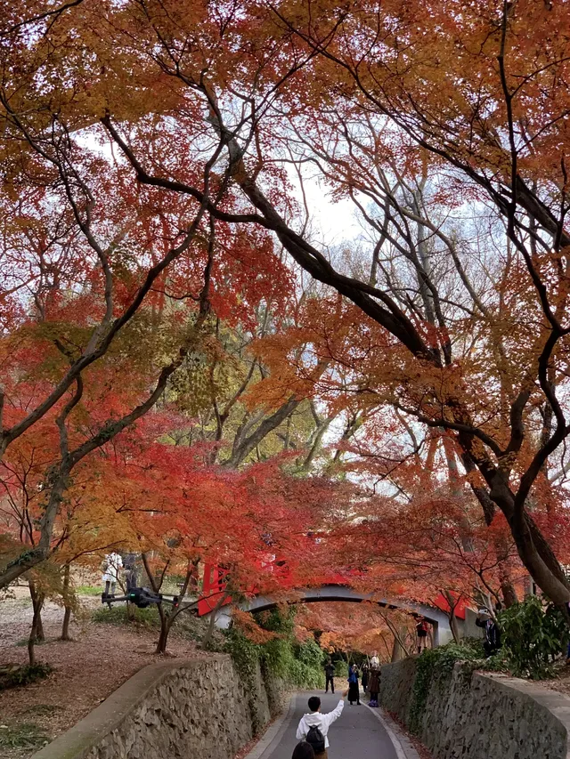 南京中山植物園紅楓崗|進入10日倒數! 南京中山植物園紅楓崗|進入10日倒數!