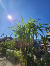 景邁山放空的48小時