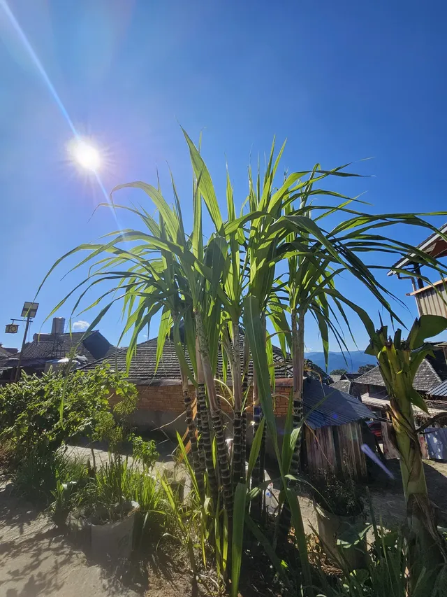 景邁山放空的48小時 景邁山放空的48小時