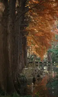 武漢東湖邊藏了個金色+鏽紅色的油畫秋天