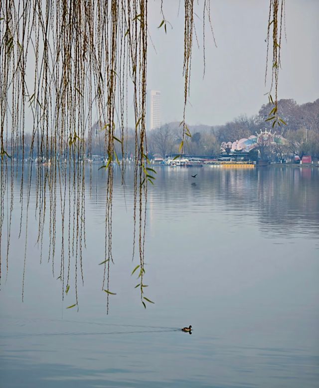 冬日玄武湖的浪漫太絕了!陽光灑滿湖面美到窒息 冬日玄武湖的浪漫太絕了!陽光灑滿湖面美到窒息