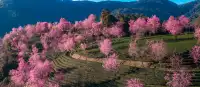 無量山櫻花谷旅拍,餘位有限,預約從速!