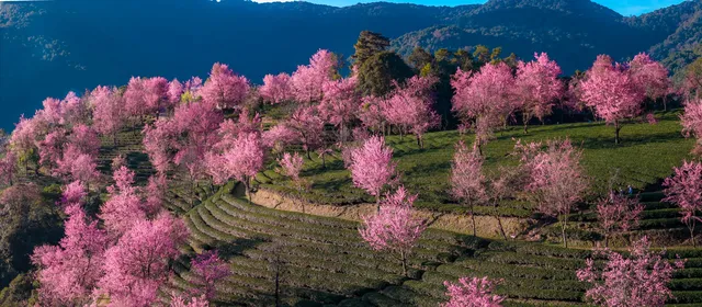 無量山櫻花谷旅拍,餘位有限,預約從速! 無量山櫻花谷旅拍,餘位有限,預約從速!