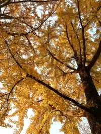 南京12月絕美秋色|玄武日落與鐘山秘境