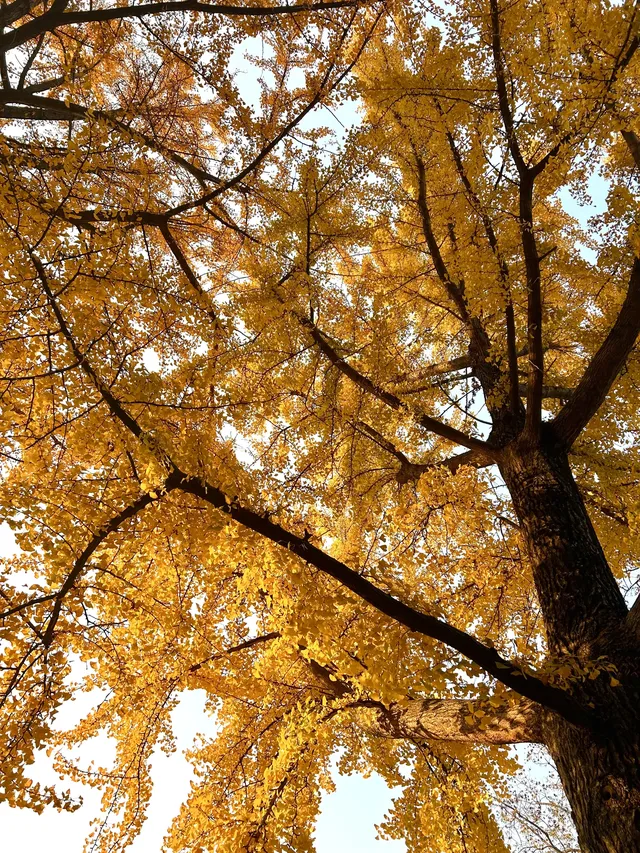 南京12月絕美秋色|玄武日落與鐘山秘境 南京12月絕美秋色|玄武日落與鐘山秘境