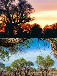 胡楊林裡,尋找失落的地平線