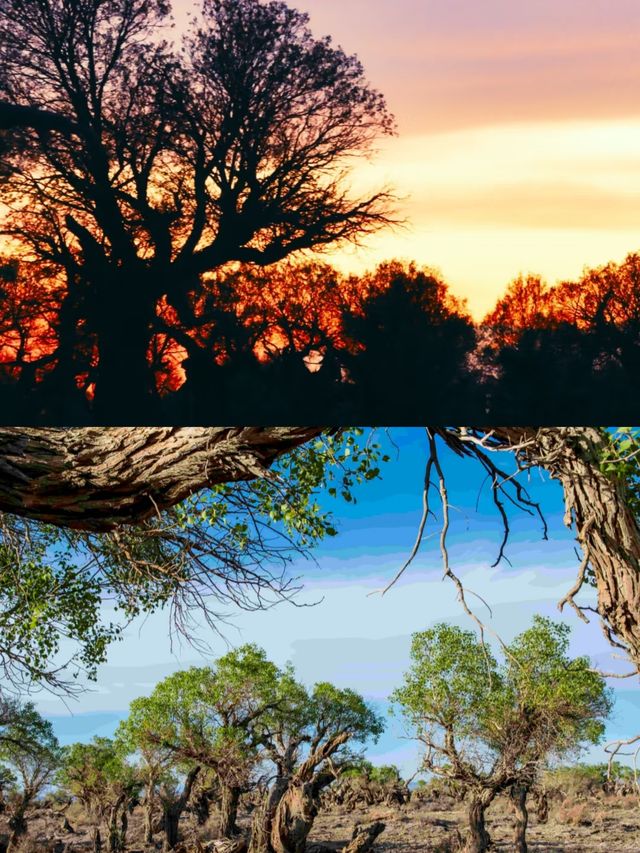 胡楊林裡,尋找失落的地平線 胡楊林裡,尋找失落的地平線