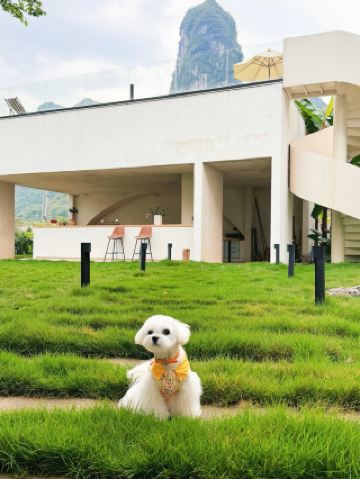 양삭에서, 반려동물과 서로의 자유를 찾아요