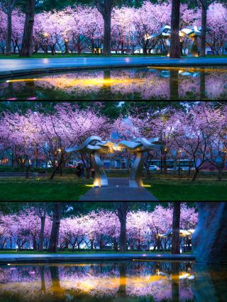 마두 야벚꽃 천장 징안 조각공원 18시 점등 너무 치유돼요
