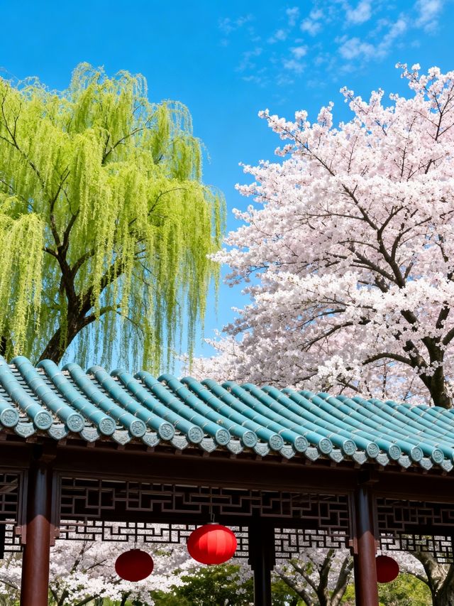 Beijing Spring Family Flower Viewing | Check in at Five Major Parks for ...