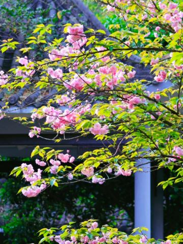 Best Cherry Blossom Viewing Time Guide | Trip.com Chongqing