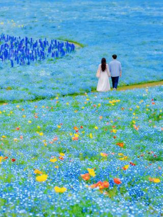 Charge! Shanghai’s Top Flower Sea in April, Enter Monet’s Blue Dream