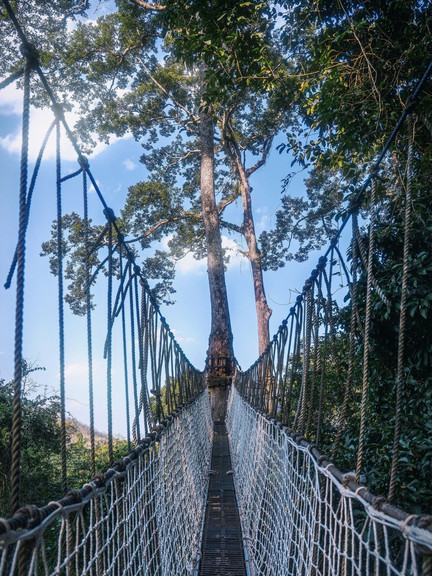 望天树景区(北纬 21° 雨林) 参考图 1