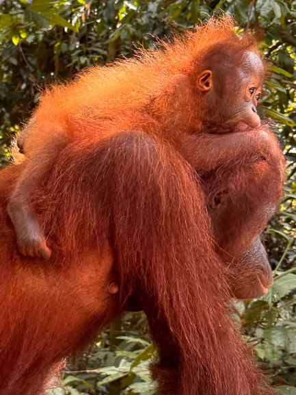 忘れられないオランウータンとのふれあい体験 | Trip.com セピロク